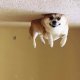 ceilingdog.jpg