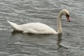 Swan1598.jpg