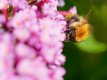 Bee0542_DxO-Edit.jpg