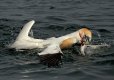 Gannets fighting over a fish.jpg