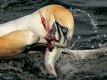 Gannet dispute over fish cropped.jpg