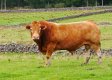 Hereford LR.jpg Hereford LR.jpg