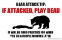 beartip.jpg