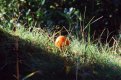 37920004 small no c.jpg