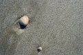 37910020 small no c.jpg