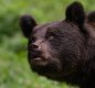 Carpathian Brown Bear (F) Hungary 1 (1 of 1).jpg