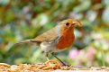 Robin.jpg Robin.jpg