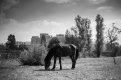 L1014006.LR.jpg