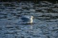 DSC07014 2.jpg