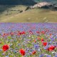 Marche and Umbria 2018-2355 zoom1.jpg