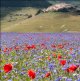 Marche and Umbria 2018-2355 zoom2.jpg