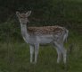 D3400 Deer 1.jpg