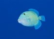 juvenile-blue-triggerfish-1204.jpg