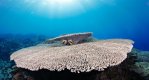 Bannerfish-on-table-coral-1024.jpg