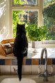 Black cat-06591.jpg