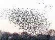Murmuration (small) Nov 18 jped reduced-0480.jpg Murmuration (small) Nov 18 jped reduced-0480.jpg