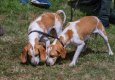 A brace of beagles 1 (1 of 1).jpg