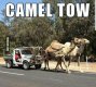 camell.jpg