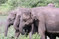 udawalawe-elephants-web.jpg