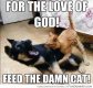 feed cat.jpg