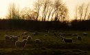 SheepSunlight.jpg