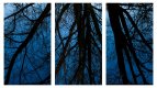 Tree Reflections Triptych.jpg