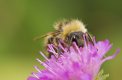 bee.jpg
