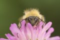bee1.jpg