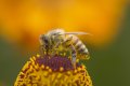 bee2.jpg