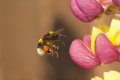 bee3.jpg