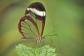Glasswing.jpg