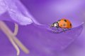 ladybird.jpg