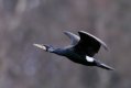 cormorant-take-off-TP.jpg