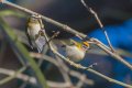096 Firecrests org re sized.jpg