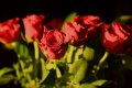 DSC_0217a.jpg