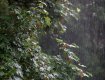 Rain and leaves-3467.jpg Rain and leaves-3467.jpg