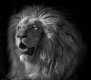 lion profile resized.jpg