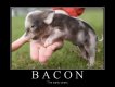 Bacon-Jokes2.jpg