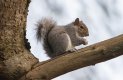 grey squirrel.jpg