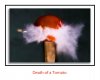 death of a tomato border reduced size.jpg death of a tomato border reduced size.jpg