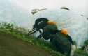 wasp.jpg