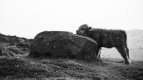 8C733591-44B6-46BE-9B70-59067195C6D3.jpeg