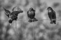 Starlings copy.jpg Starlings copy.jpg