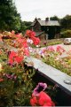 flowers.jpg