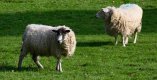 Sheep x 2 jpeg.jpg