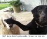 he_doesnt_want_cookie_i_can_have_two_funny_dog_photo_with_captions_f8ec7c940acea0e11ae91653fa3...jpg