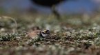 Little ringed plover (tophill) (2 of 5).jpg