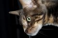 CAT_400_6_850.jpg CAT_400_6_850.jpg