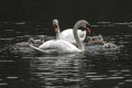 Swans & family.jpg