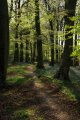 Woodland path-.jpg
